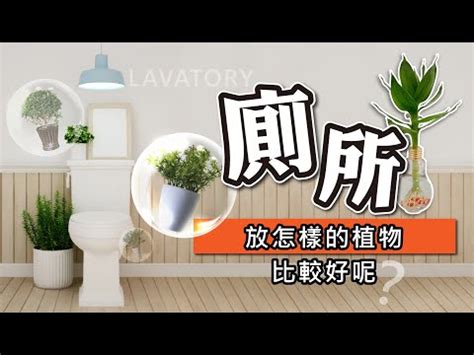 廁所擋煞植物|廁所空氣清新秘訣：6種淨化空氣的植物推薦 